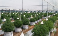 Tomates con genes