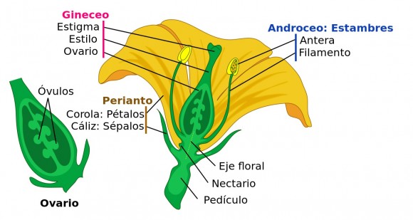 Fig. 1. Ubicación detallada de los óvulos dentro del ovario del gineceo.