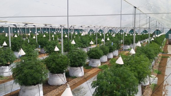Plantación legal de cannabis medicinal en Chile